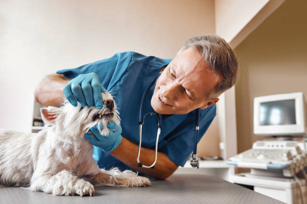 Best Emergency Care for Gum Disease in Pacific, WA